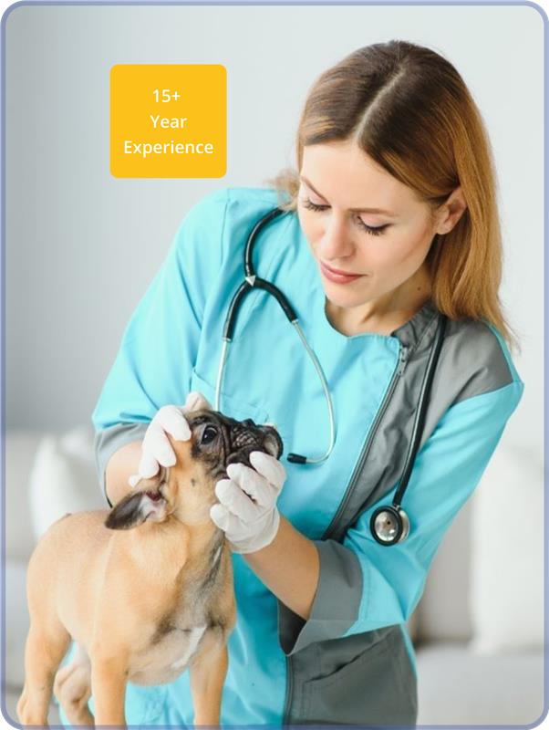 Dog vet